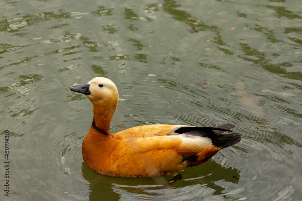 Duck ogar ogari swimming in water. High quality photo - obrazy, fototapety, plakaty 