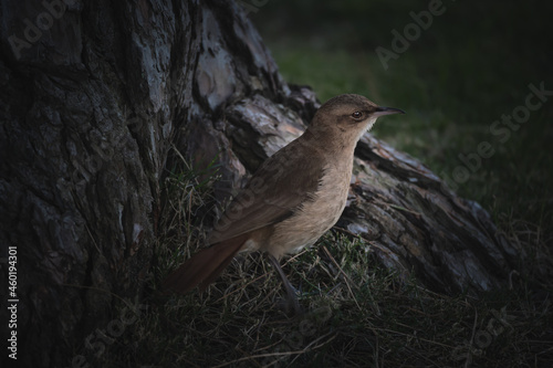 hornero bird photo