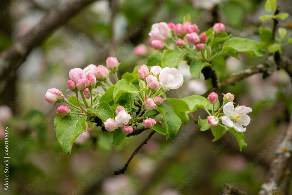 A close up of a flower. apple tree blossom High quality photo A close up of a flower. apple tree blossom High quality photo