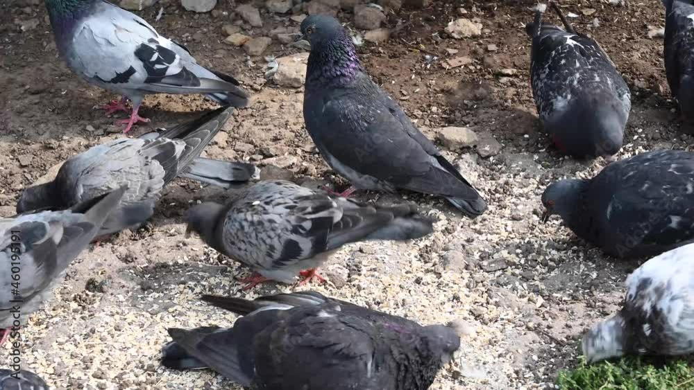 Gray pigeons eat cereals on stony soil. Video. High quality 4k footage Gray pigeons eat cereals on stony soil. Video. High quality 4k footage