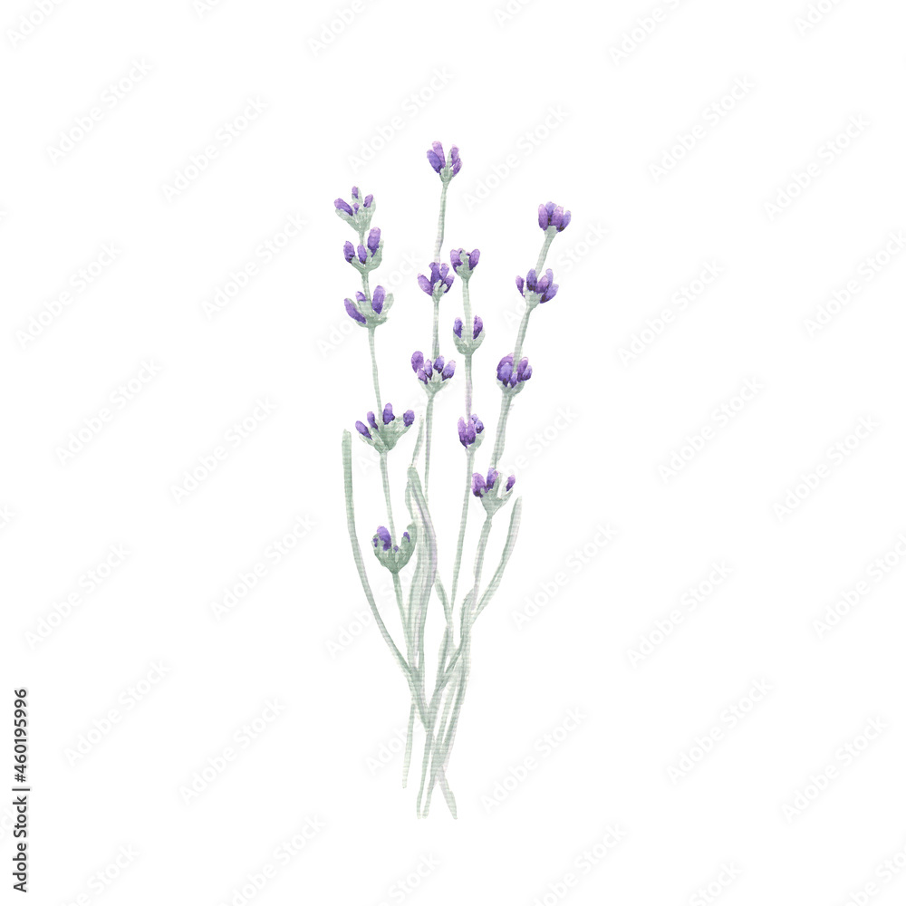 Fototapeta premium Minimalistic Lavender Blossom and Buds Velvet Watercolor Bouquet 