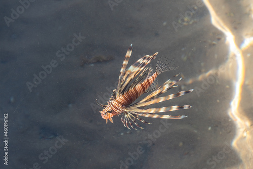 A small lion fish viewed from above while standing on a dock in Eilat,  Israel  © Barbara