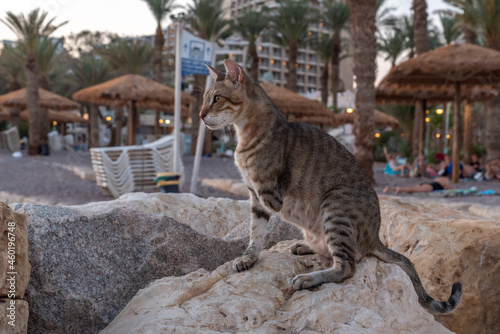 Fototapeta Naklejka Na Ścianę i Meble -  Stray cat laying on a boulder at sunset in Eilat, Israel
