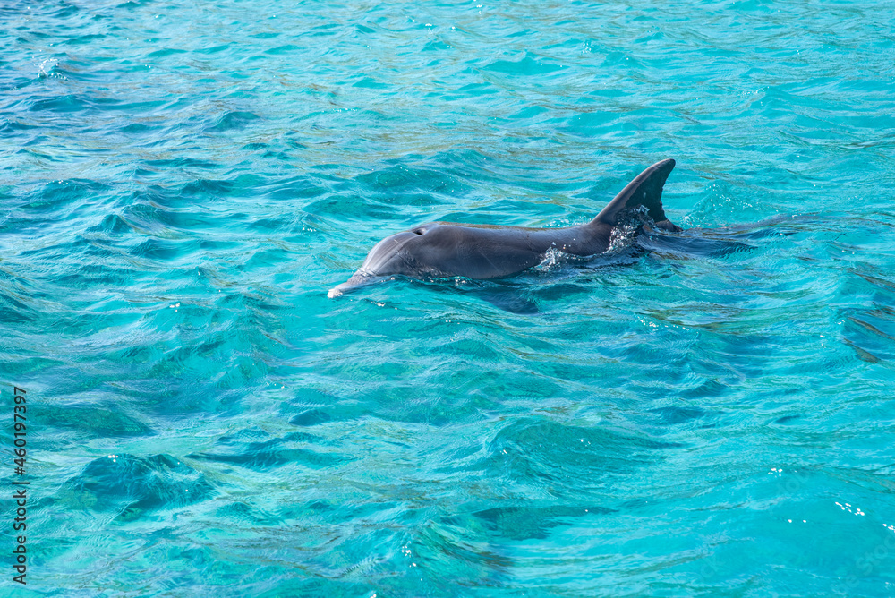 Obraz premium Dolphin at Dolphin Reef tourist destination in Eilat in southern Israel 