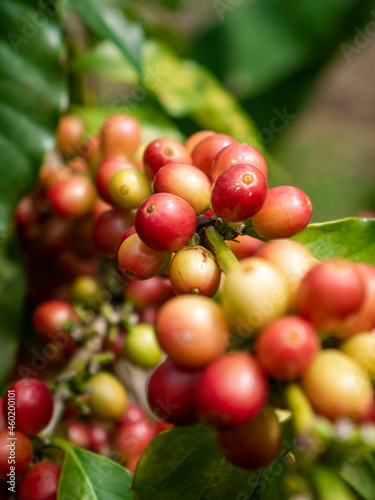 Close up, Arabica coffee berry ripening on tree, red ripe coffee beans in the garden.