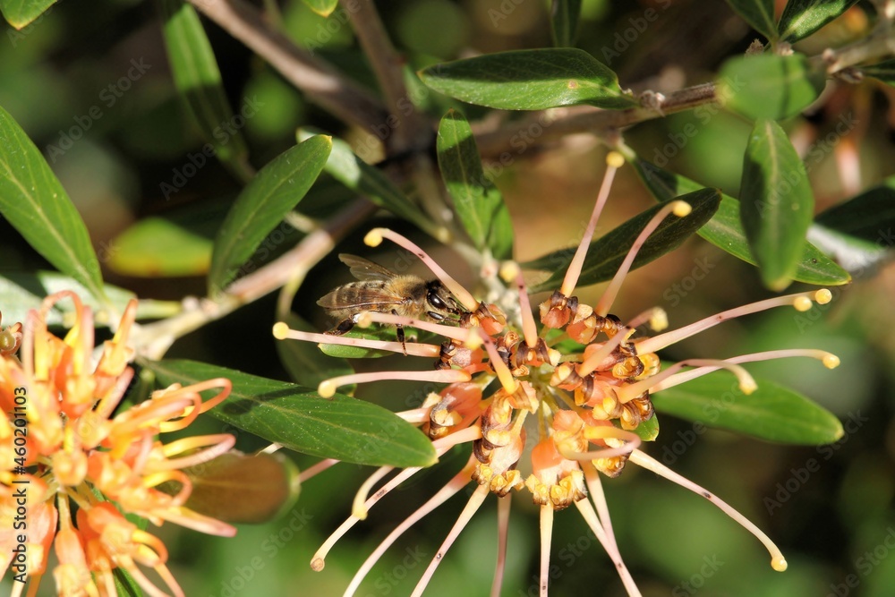 Western Honey Bee (Apis mellifera) collecting nectar from Grevillea 'Apricot Glow', South Australia Western Honey Bee (Apis mellifera) collecting nectar from Grevillea 'Apricot Glow', South Australia