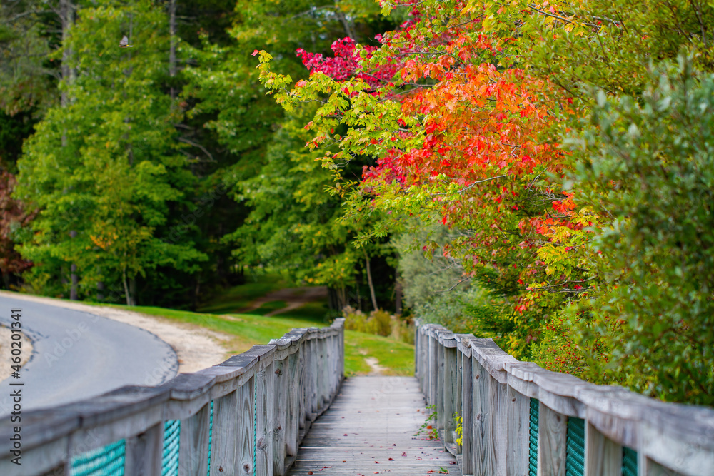 Early autumn changing foliage and footbridge Early autumn changing foliage and footbridge