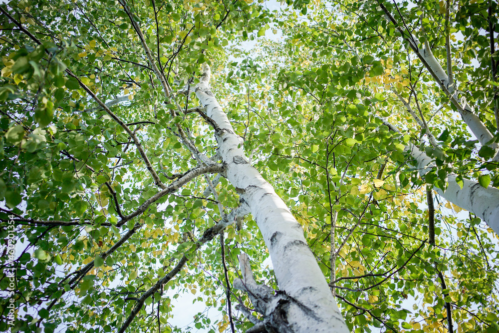 Fototapeta premium 白樺の紅葉