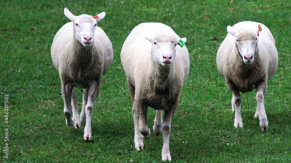 Obraz premium えこりん村のヒツジ