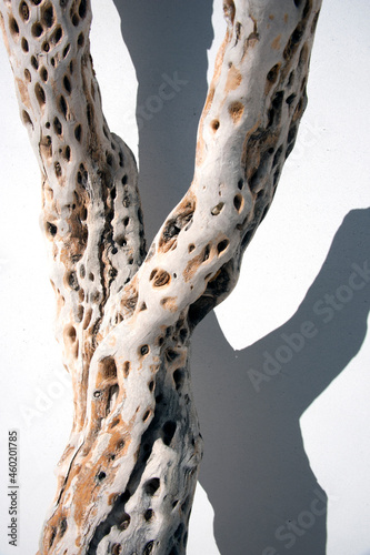 Photography Cholla Cactus branch.