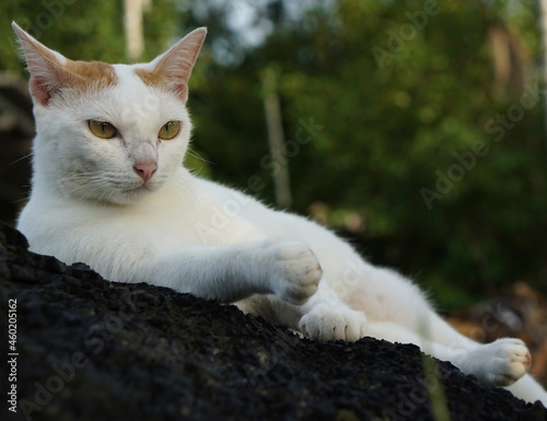 White cat laying in the garden