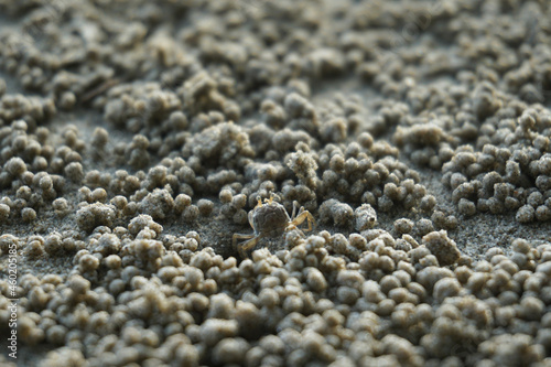 A crab on the beach