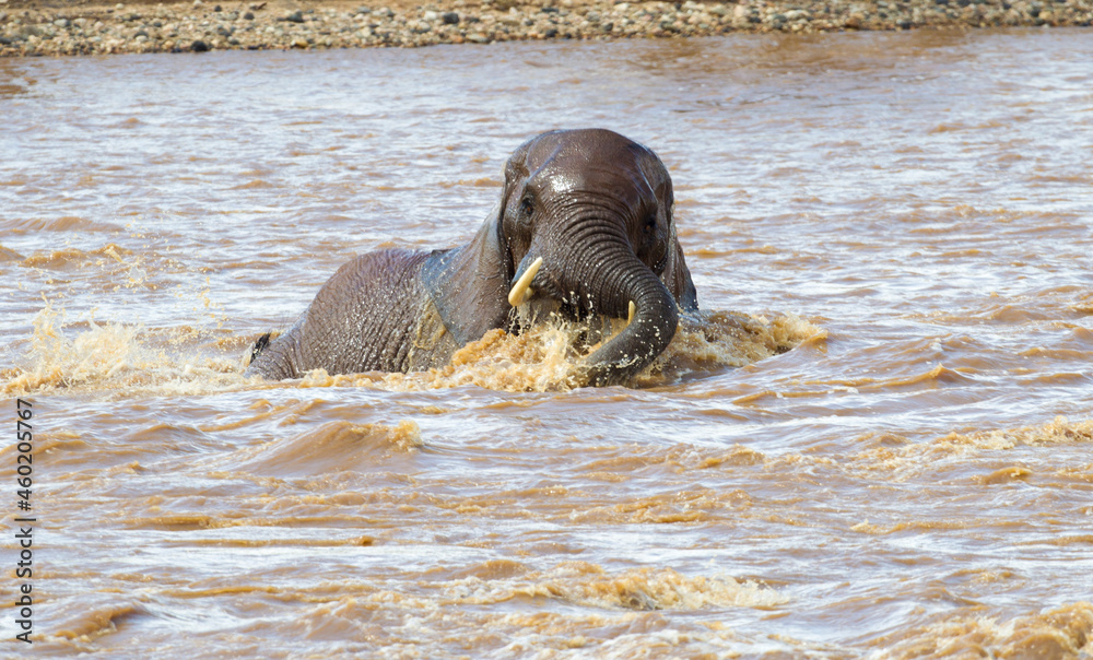 Fototapeta premium An Elephant playing in a river. Taken in Kenya