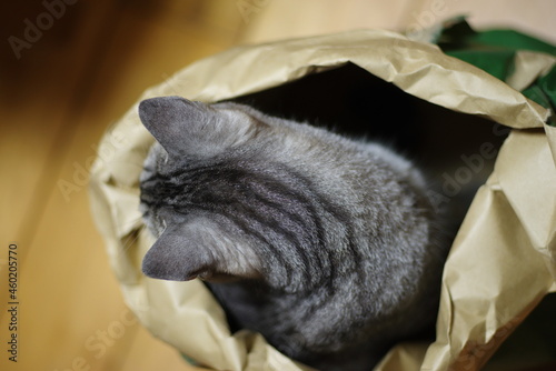 Fototapeta Naklejka Na Ścianę i Meble -  紙袋の中に入っている猫　サバトラ猫