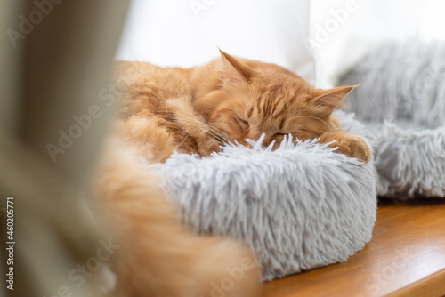 ぐっすり眠る猫 茶トラ猫