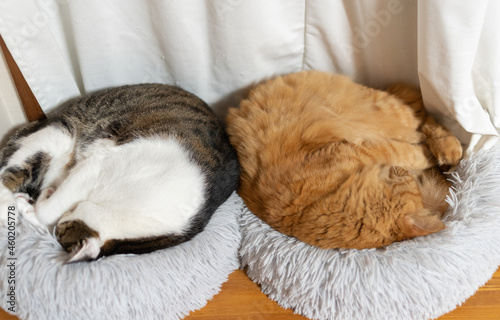同じポーズで眠る猫