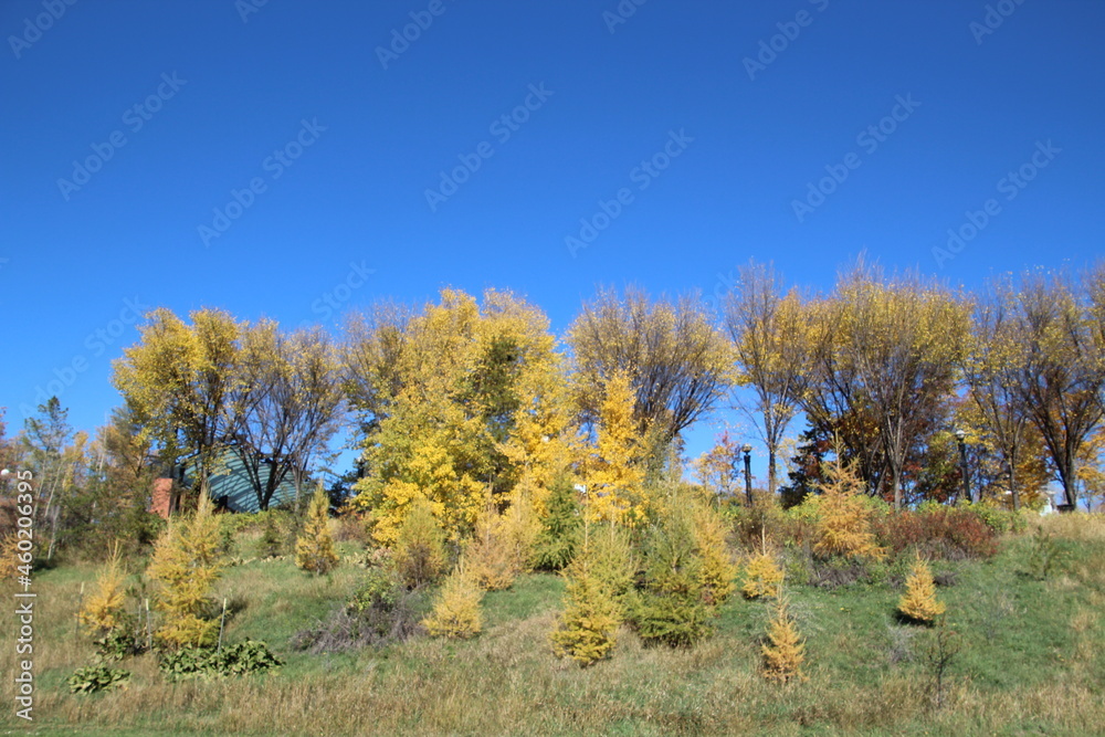 Autumn On The Hill, Louise McKinney Park, Edmonton, Alberta Autumn On The Hill, Louise McKinney Park, Edmonton, Alberta