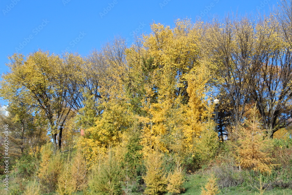 Fototapeta premium Trees Of Autumn, Louise McKinney Park, Edmonton, Alberta
