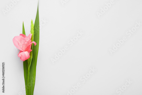 Fototapeta Naklejka Na Ścianę i Meble -  Gorgeous gladiolus flower on light background