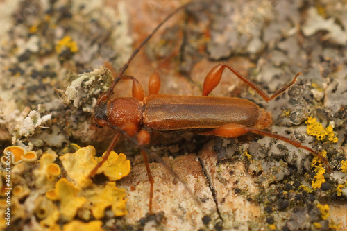 Closeup on the tanbark borer beetle, Phymatodes testaceus photo