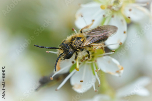 Closeup of a male onrage tailed mining bee, Andrena haemorhoa photo
