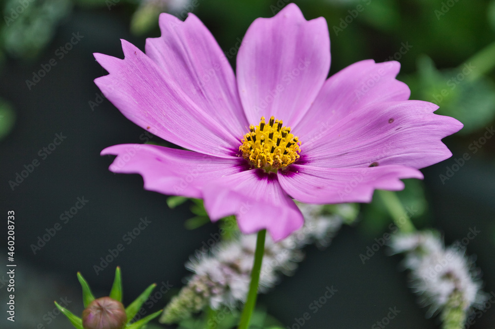 Obraz premium flower