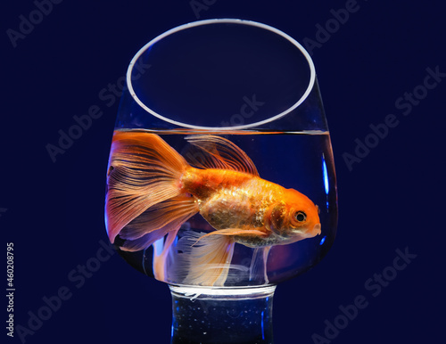 Canvas Print Beautiful gold fish in bowl on black background