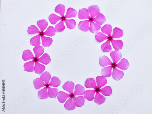 floral circle shape on white paper background. Copy space.  Top view. Catharanthus roseus.