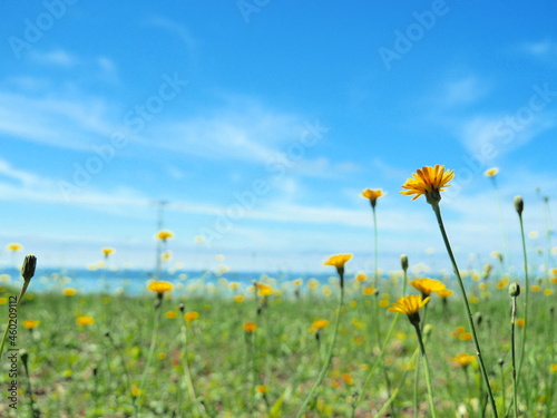 Little yellow flowers blooming in the meadow