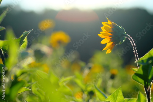 花畑 アドビストックのデザイン かべいろ Com おしゃれ壁紙リフォーム貼り替え インクジェット壁紙のかべいろ Com