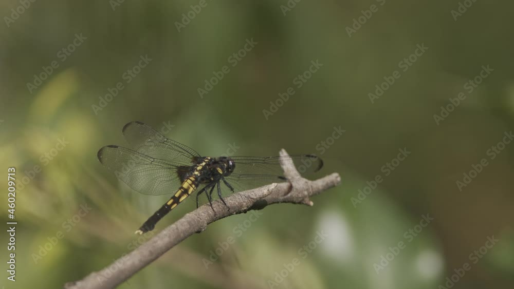 Black and yellow dragonfly taking off and landing.