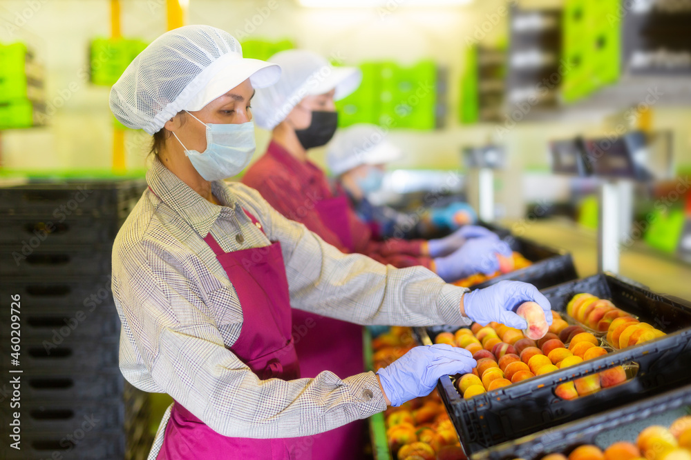 Hired farm worker in protective mask checks and sorts peaches in a warehouse