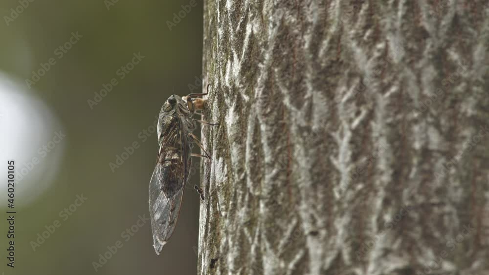Japanese cicada fighting off an inquisitive ant. Japanese cicada fighting off an inquisitive ant.