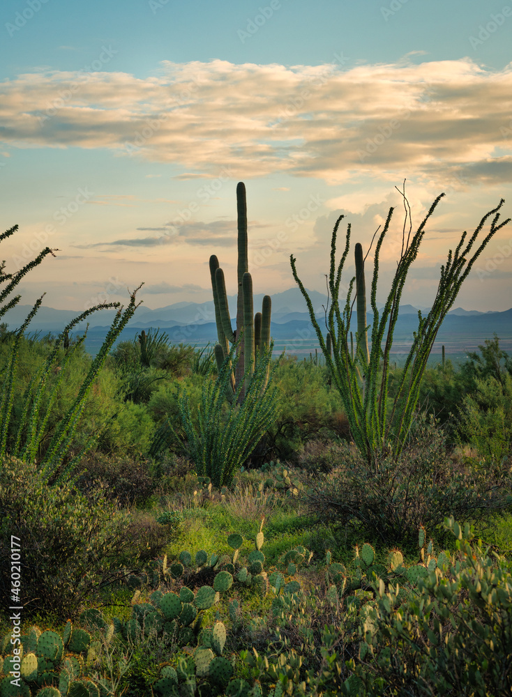 Green desert vegetation and cacti with mountains in background 