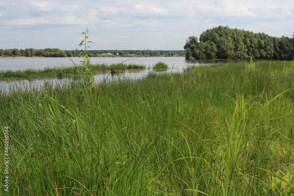 grass on the river bank by the lake in summer in nature for fishing