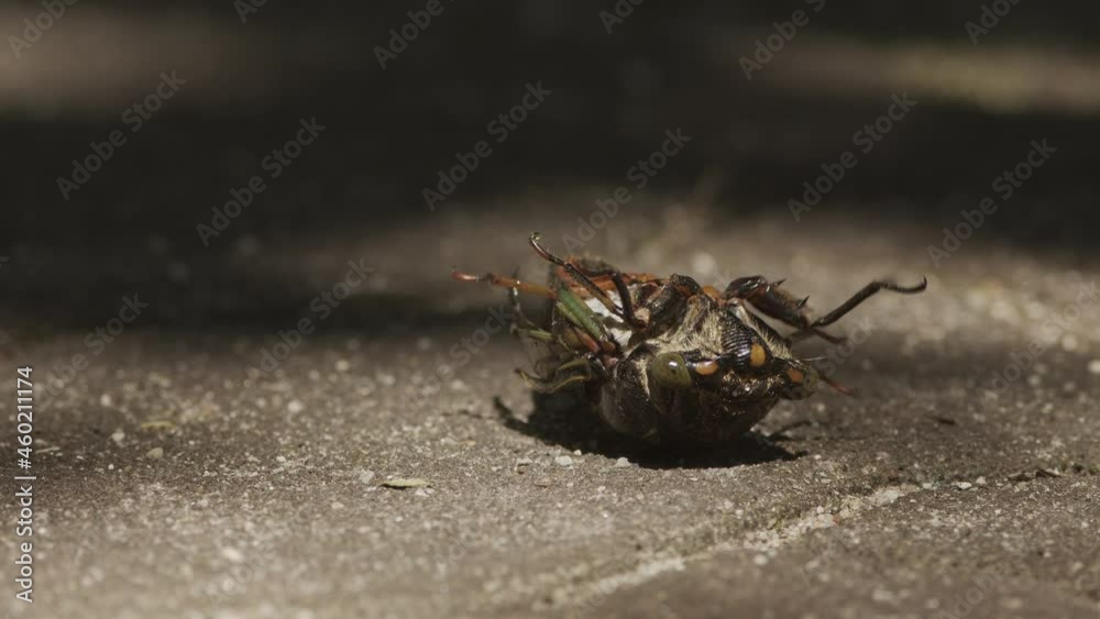 Dying cicada laying upside down on the ground. Dying cicada laying upside down on the ground.