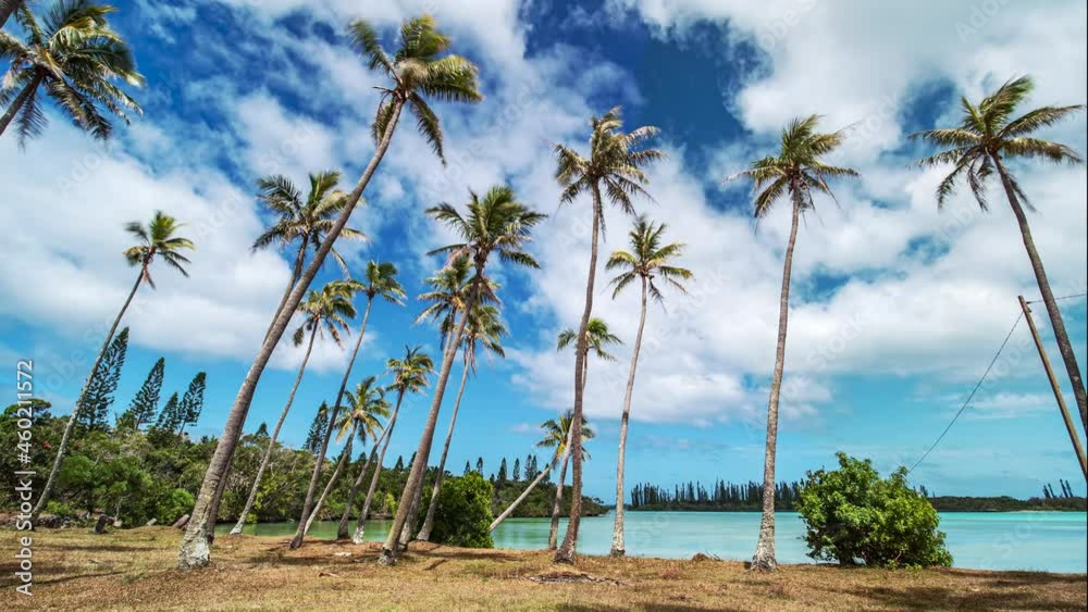 An empty beach by a paradisiacal lagoon with coconut tree and columnar pines on the Isle of Pines in New Caledonia - time lapse An empty beach by a paradisiacal lagoon with coconut tree and columnar pines on the Isle of Pines in New Caledonia - time lapse