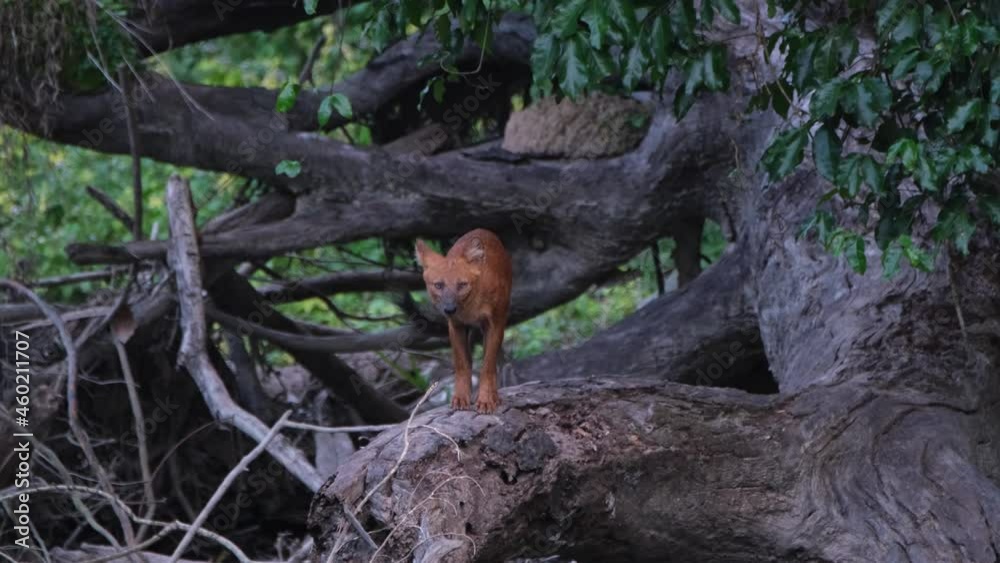 Seen on a fallen tree turning around to face the camera; Dhole or Asian Wild Dog Cuon alpinus, Khao Yai National Park, Thailand. Seen on a fallen tree turning around to face the camera; Dhole or Asian Wild Dog Cuon alpinus, Khao Yai National Park, Thailand.