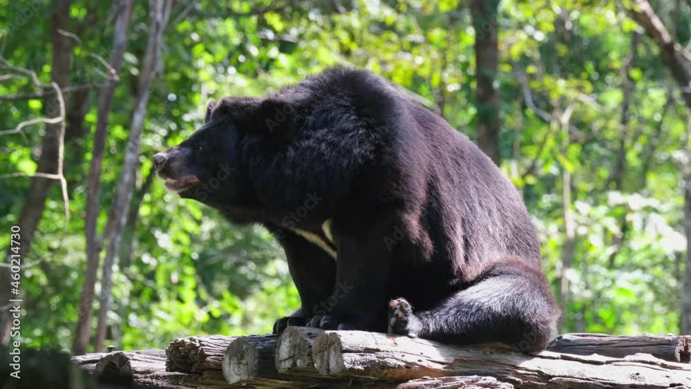 Extending its head towards its right looking far away during the morning; Asiatic Black Bear, Ursus thibetanus, Huai Kha Kaeng Wildlife Sanctuary, Thailand. Extending its head towards its right looking far away during the morning; Asiatic Black Bear, Ursus thibetanus, Huai Kha Kaeng Wildlife Sanctuary, Thailand.