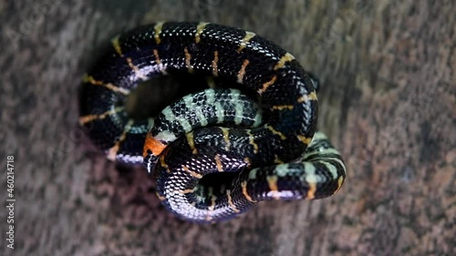 Curled up tightly pretending to be dead exposing its famous reddish tail while breathing; Red-tailed Pipe Snake, Cylindrophis ruffus, Thailand. photo