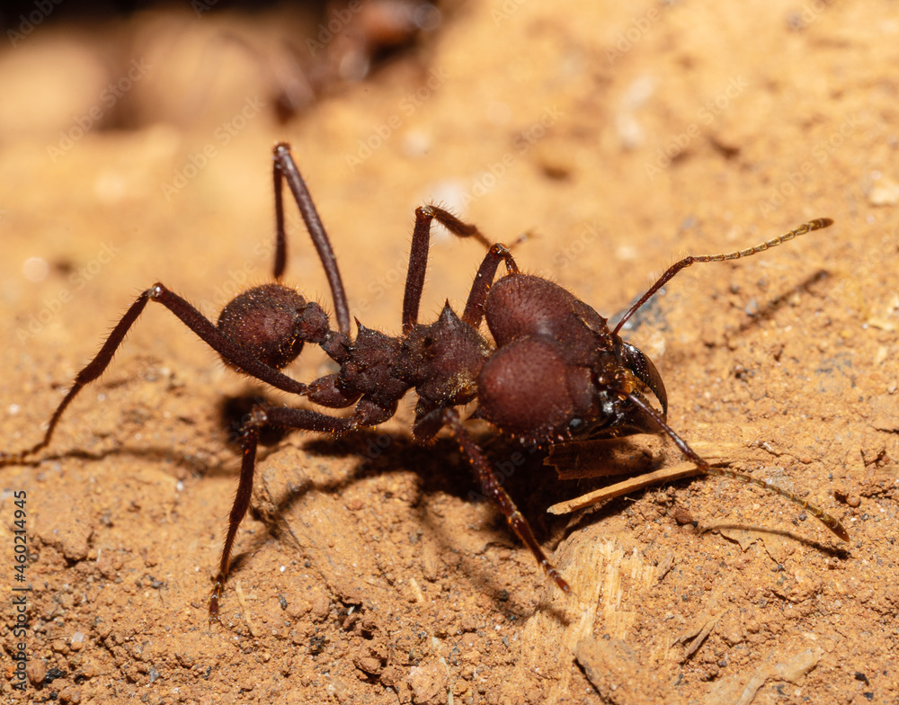 Close-up on Red ant.
