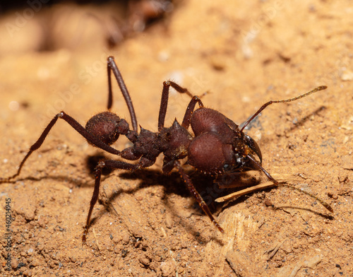 Close-up on Red ant. © Julio