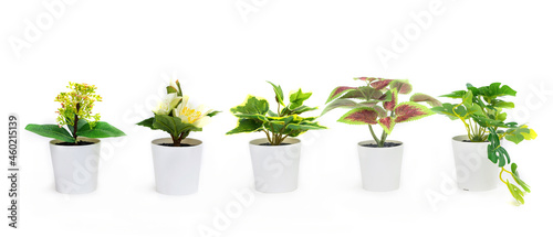 Natural green plants and flowers, Fejka, Round-leaved pellet, Thyme in white flower pots isolated on white background, banner format. High quality photo