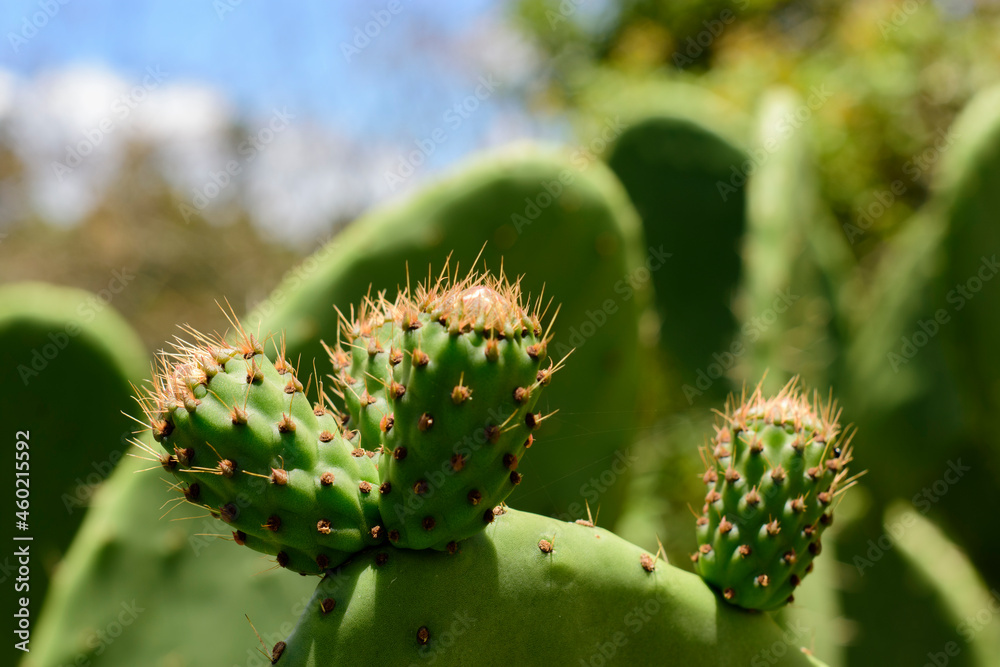 Tuna fruto comestible,
nopal,
México
verde Tuna fruto comestible,
nopal,
México
verde