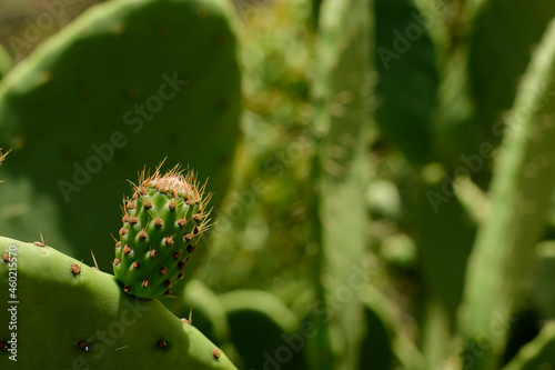 Tuna fruto comestible, 
nopal,
México
verde