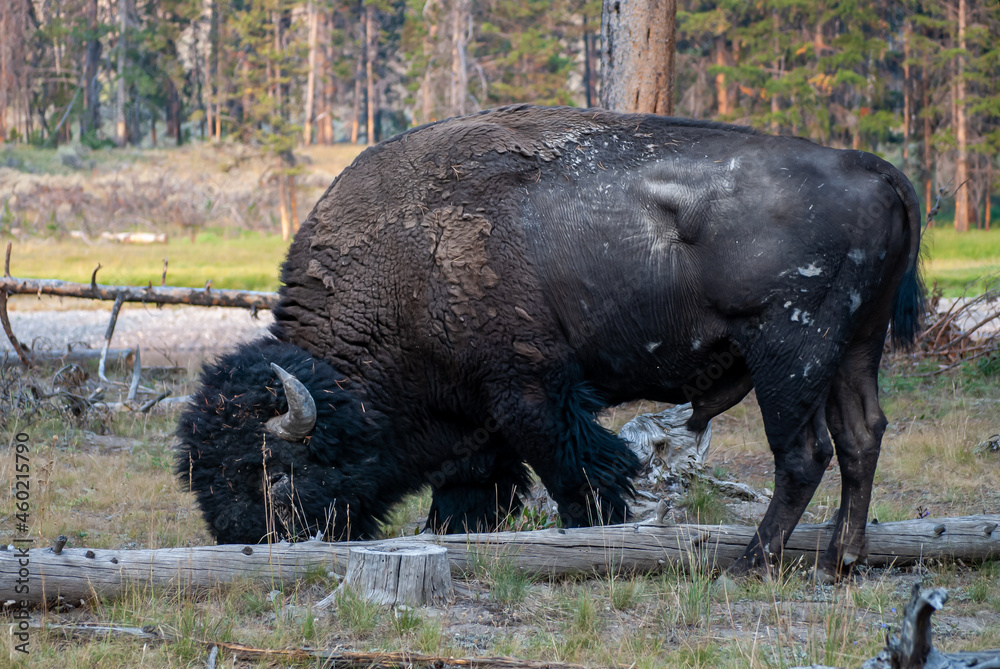 Rugged, Scarred, Leathery Bull Bison Rugged, Scarred, Leathery Bull Bison