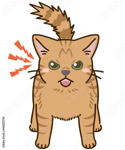 威嚇する猫（茶トラ）