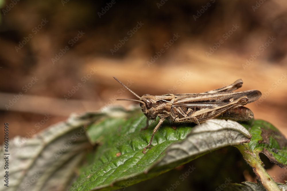 macro close up of a wonderful insect like a spider or fly or beetle on a leaf in beautiful nature macro close up of a wonderful insect like a spider or fly or beetle on a leaf in beautiful nature