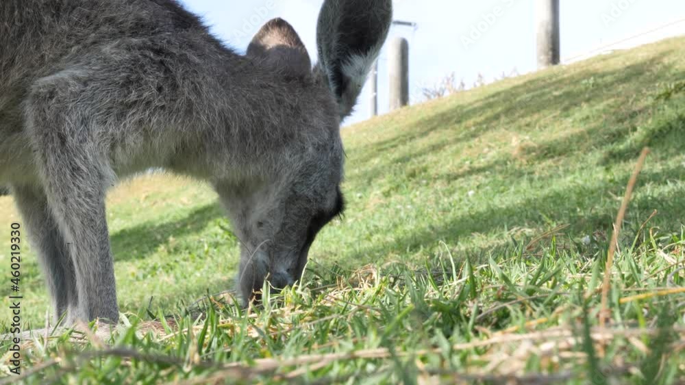 Animal behavior close-up view of a young joey Kangaroo eating grass on a coastal headland. Animal behavior close-up view of a young joey Kangaroo eating grass on a coastal headland.
