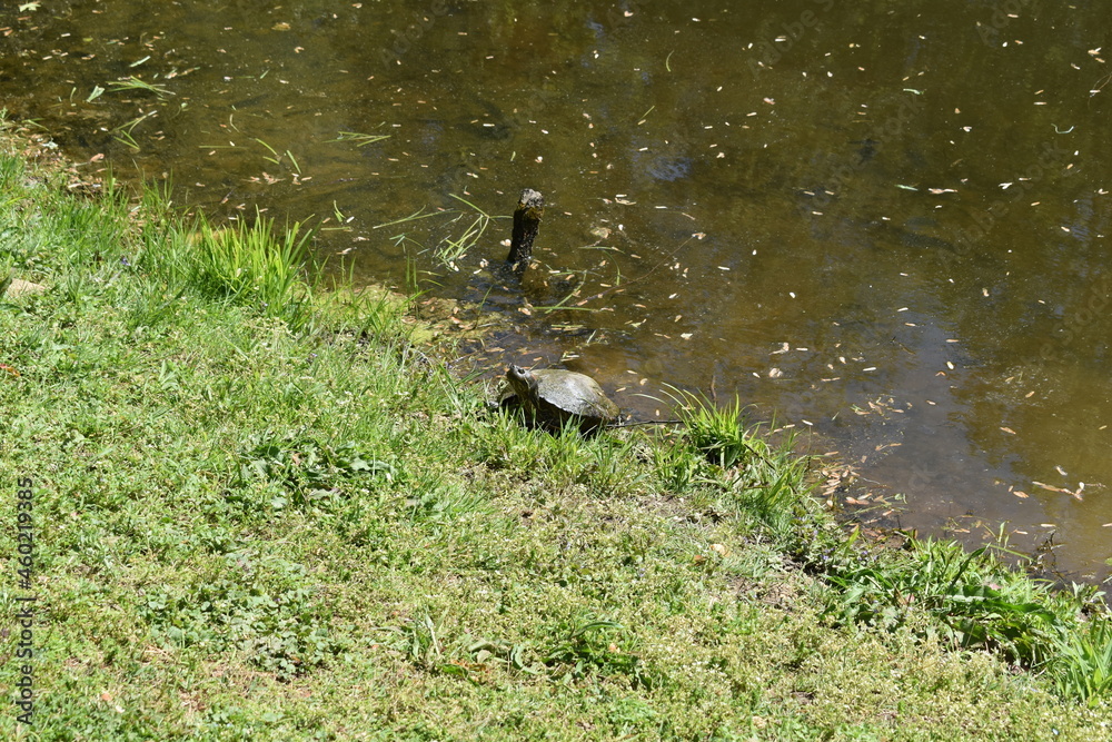 Turtle by a Pond on a Late Spring Day Turtle by a Pond on a Late Spring Day